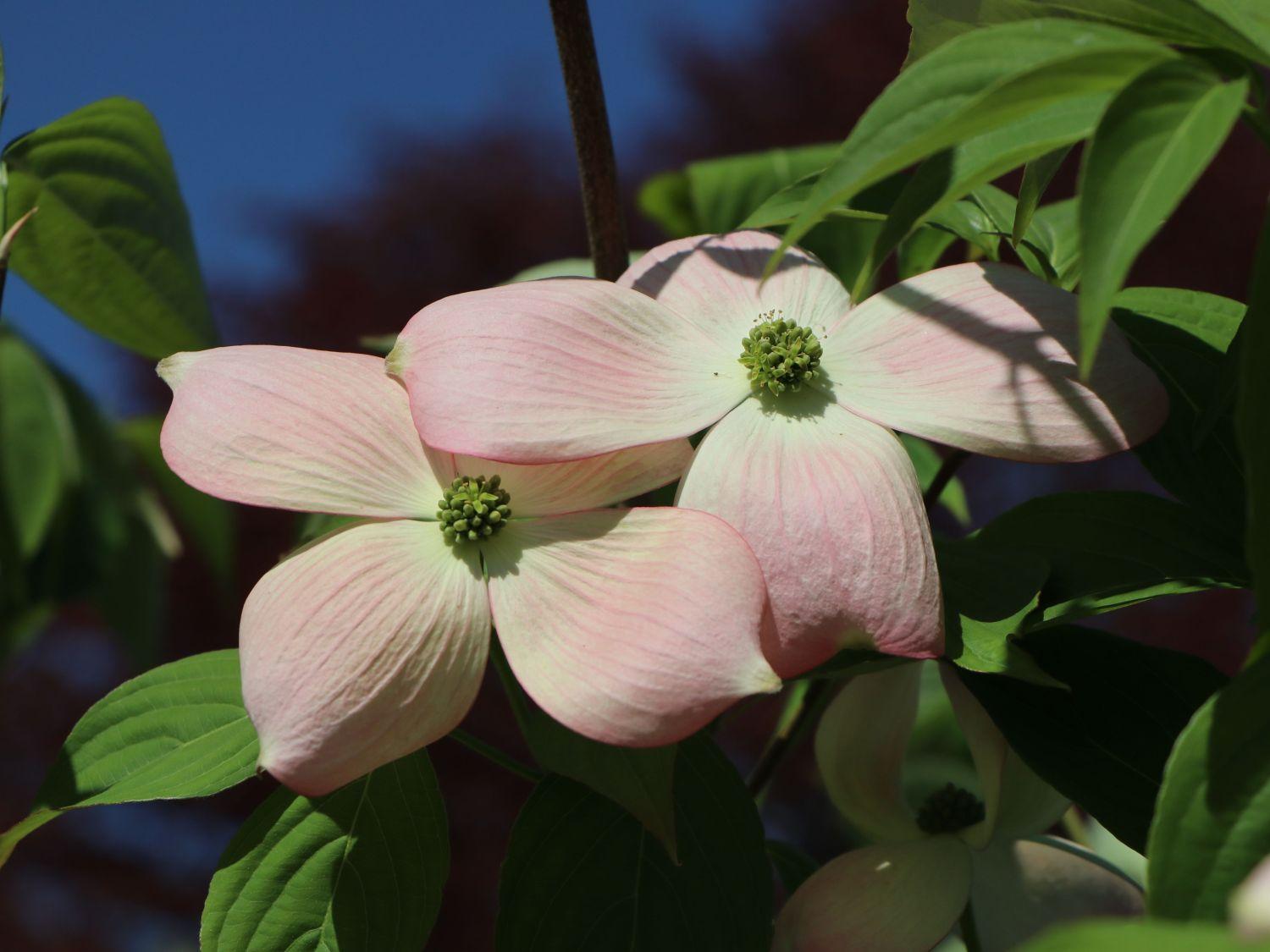 Cornus Rutgan Stellar Pink Single Stem - View 15 from www redcrocus com