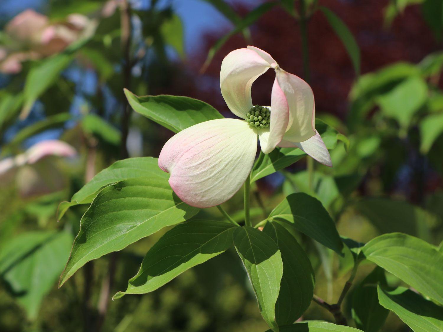Cornus Rutgan Stellar Pink Single Stem - View 16 from www redcrocus com