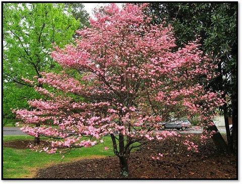 Cornus Rutgan Stellar Pink Single Stem - View 1 from www redcrocus com