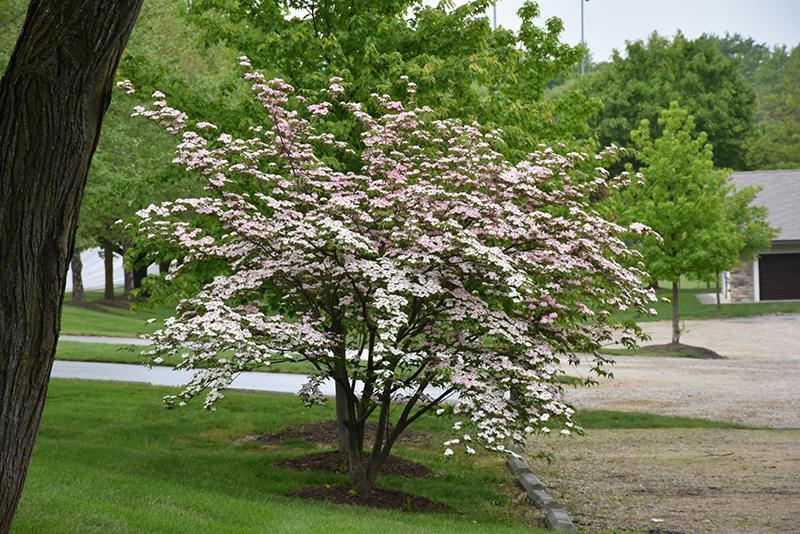 Cornus Rutgan Stellar Pink Single Stem - View 2 from www redcrocus com