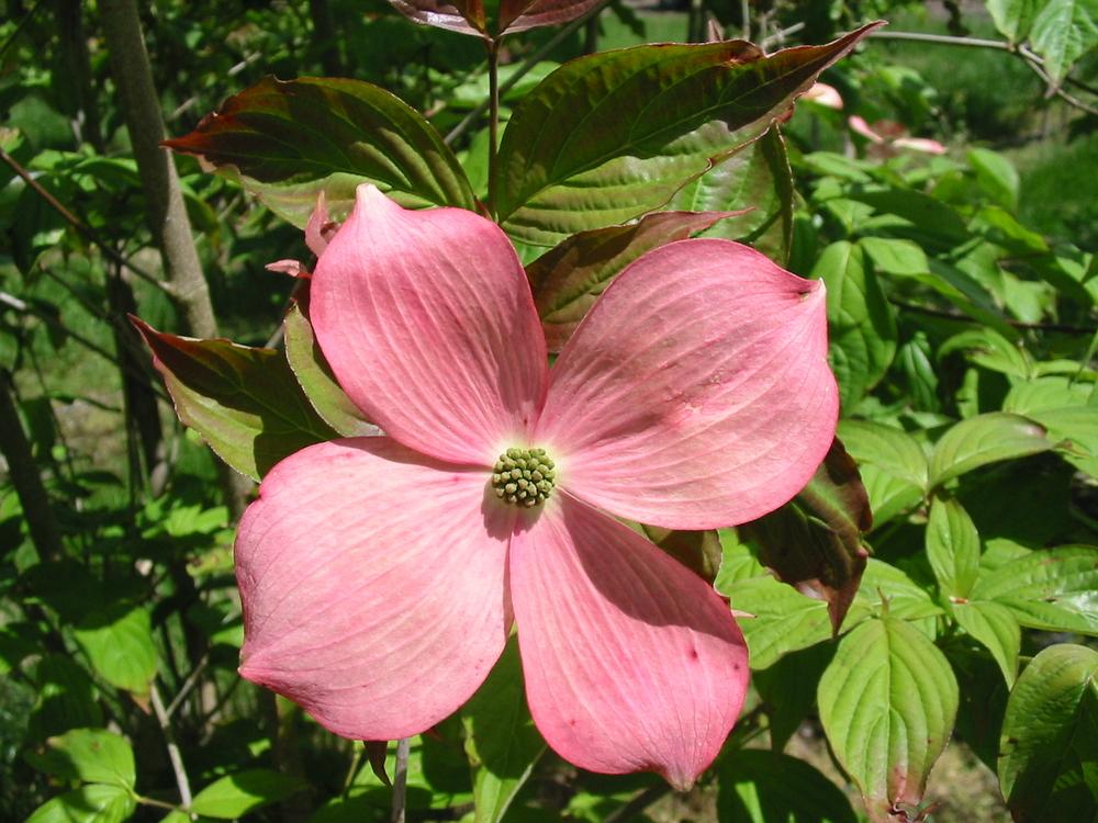 Cornus Rutgan Stellar Pink Single Stem - View 3 from www redcrocus com