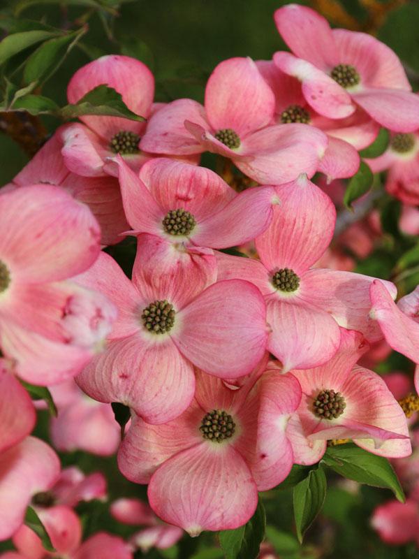 Cornus Rutgan Stellar Pink Single Stem - View 4 from www redcrocus com