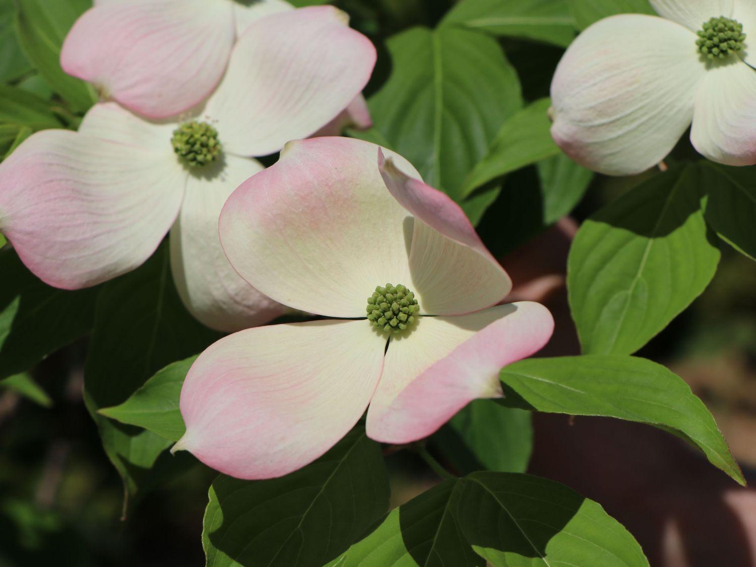 Cornus Rutgan Stellar Pink Single Stem - View 5 from www redcrocus com