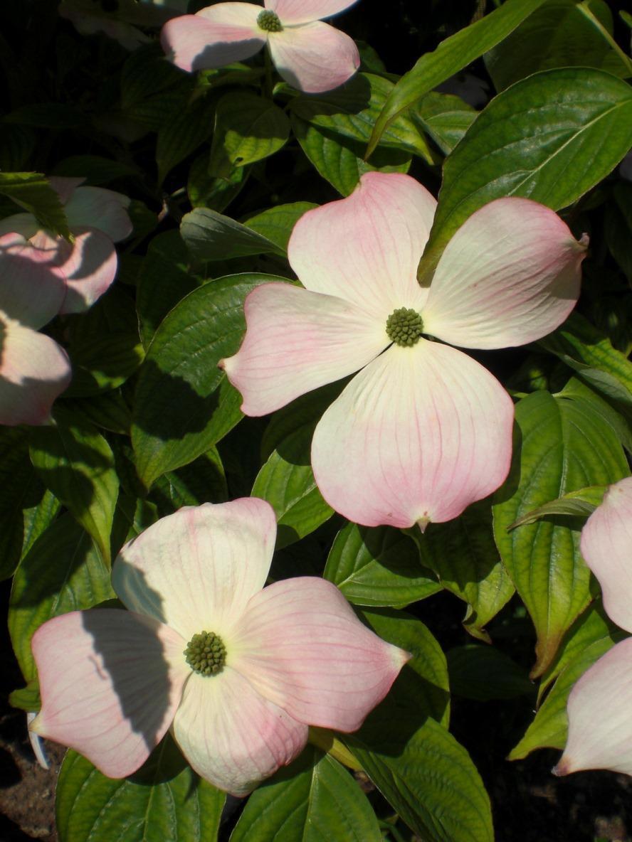 Cornus Rutgan Stellar Pink Single Stem - View 6 from www redcrocus com