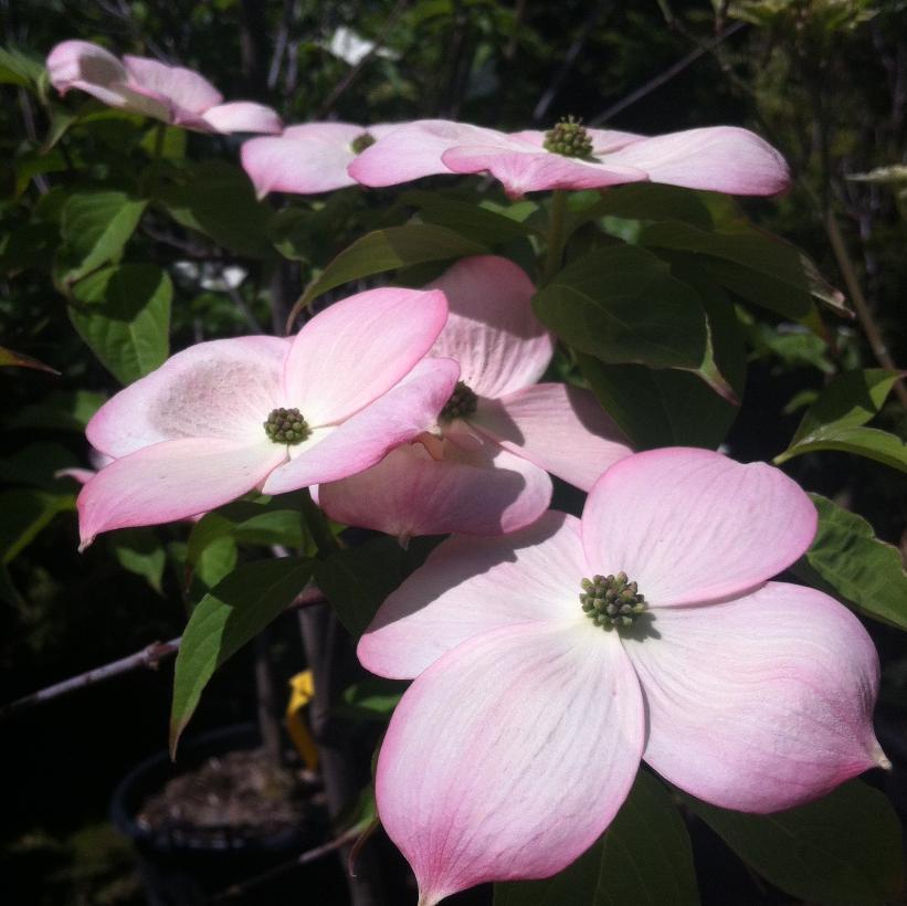 Cornus Rutgan Stellar Pink Single Stem - View 7 from www redcrocus com