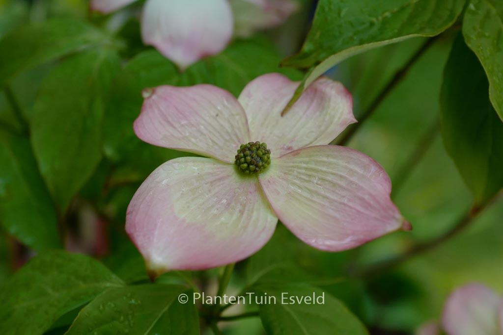 Cornus Rutgan Stellar Pink Single Stem - View 8 from www redcrocus com