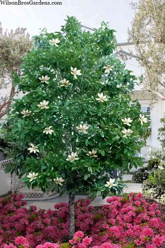 Magnolia 'lois' Single Stem - View 14 from www redcrocus com