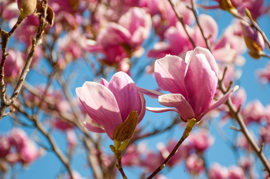 Magnolia 'lois' Single Stem - View 17 from www redcrocus com