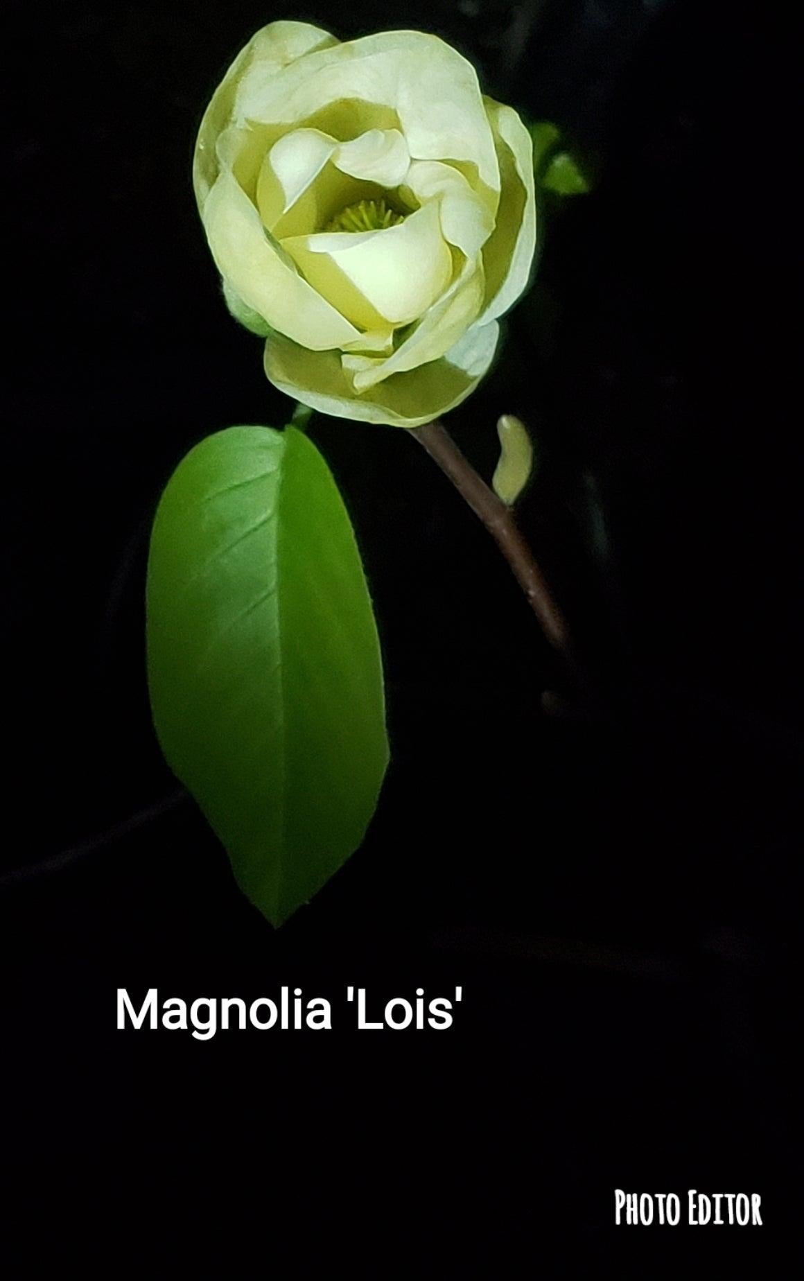 Magnolia 'lois' Single Stem - View 7 from www redcrocus com