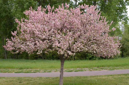 Malus Coralburst Tree Form - View 1 from www redcrocus com