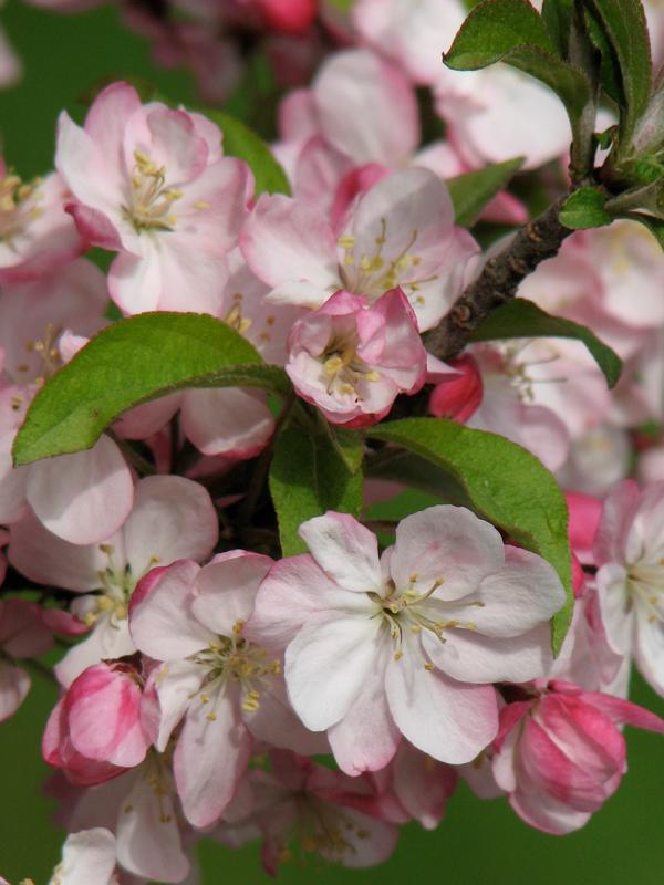 Malus Coralburst Tree Form - View 6 from www redcrocus com