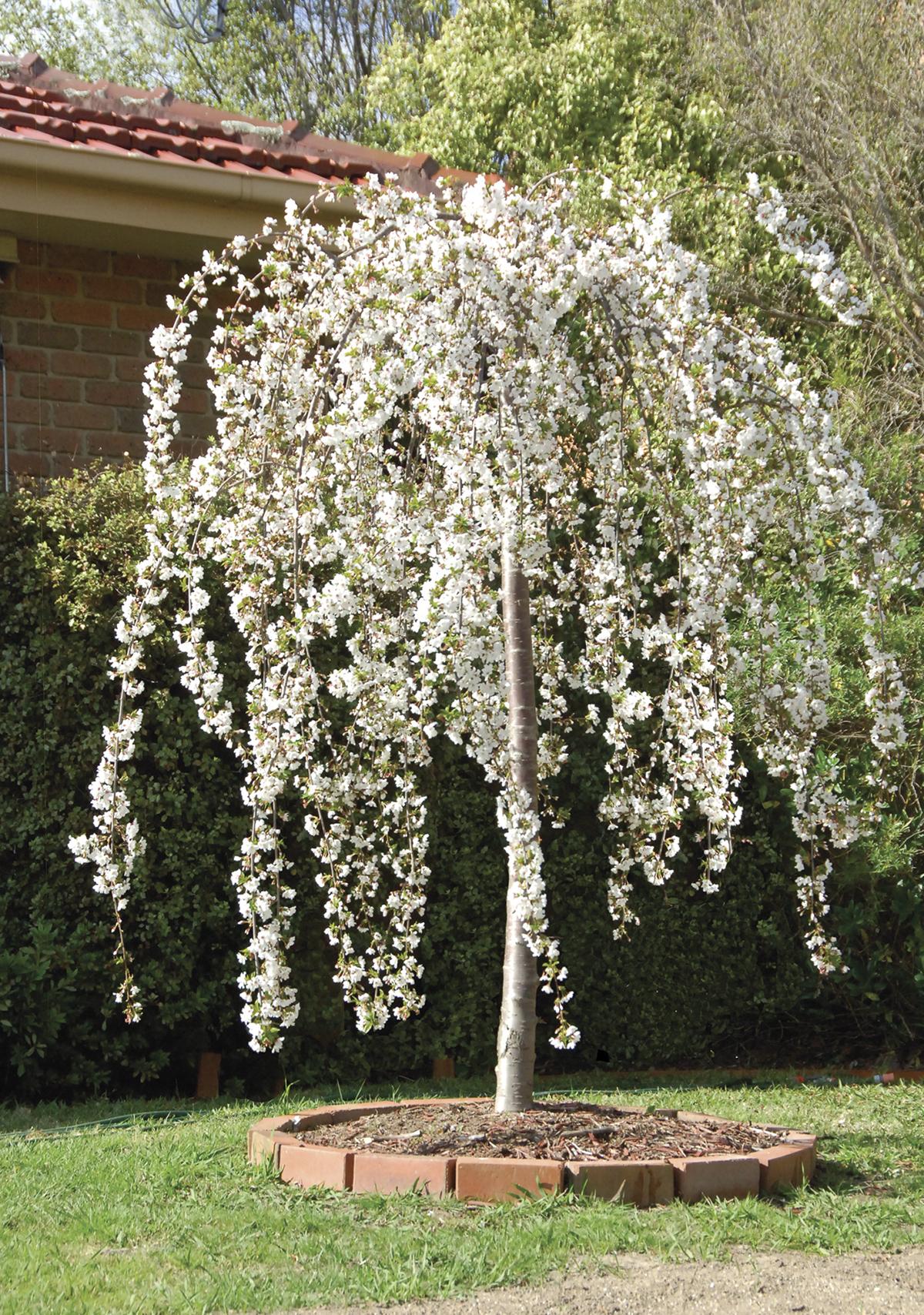 Prunus Subhirtella Snow Fountain Single Stem - View 17 from www redcrocus com