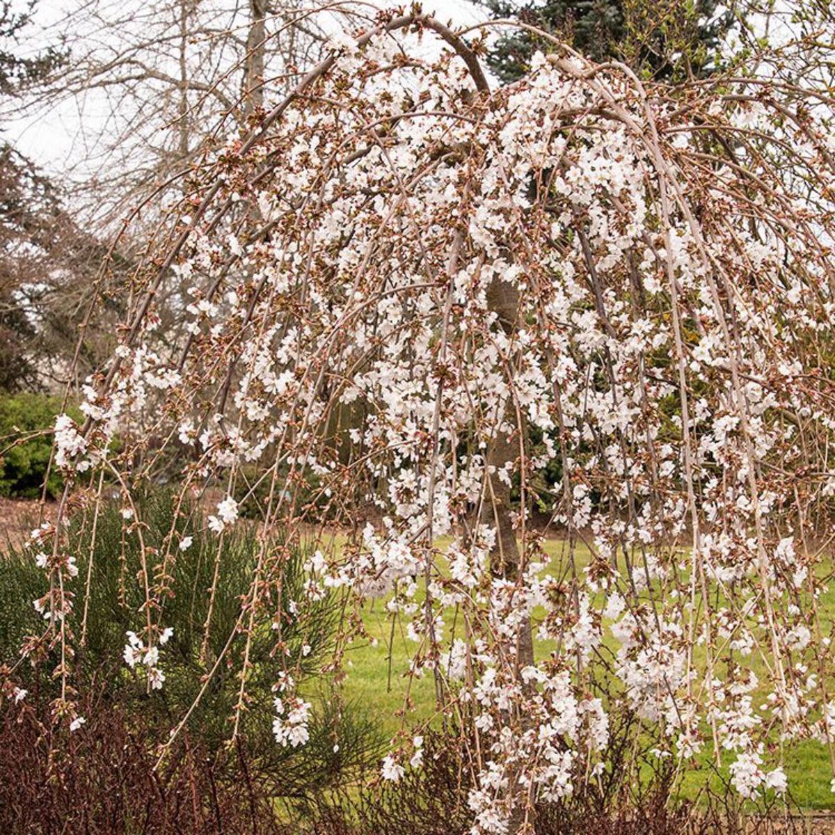 Prunus Subhirtella Snow Fountain Single Stem - View 5 from www redcrocus com