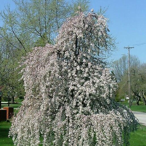 Prunus Subhirtella Snow Fountain Single Stem - View 6 from www redcrocus com
