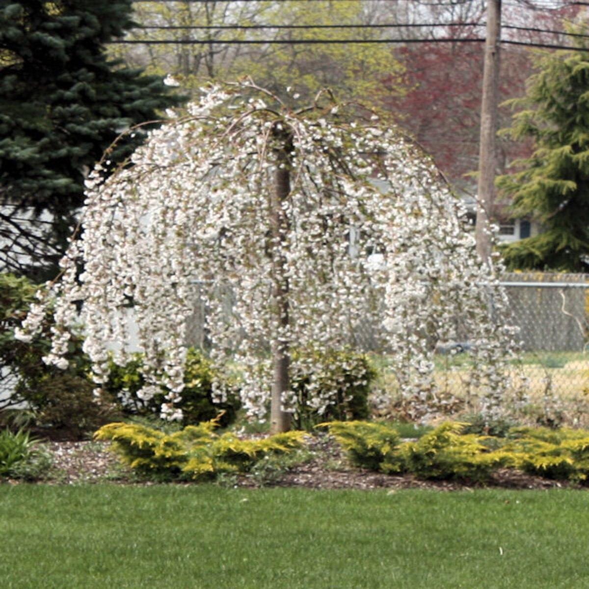 Prunus Subhirtella Snow Fountain Single Stem - View 7 from www redcrocus com
