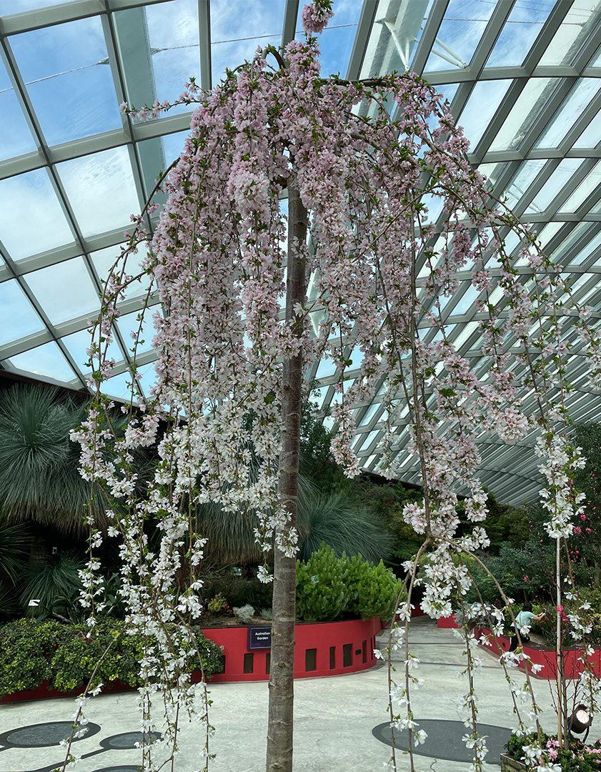 Prunus Subhirtella Snow Fountain Single Stem - View 8 from www redcrocus com