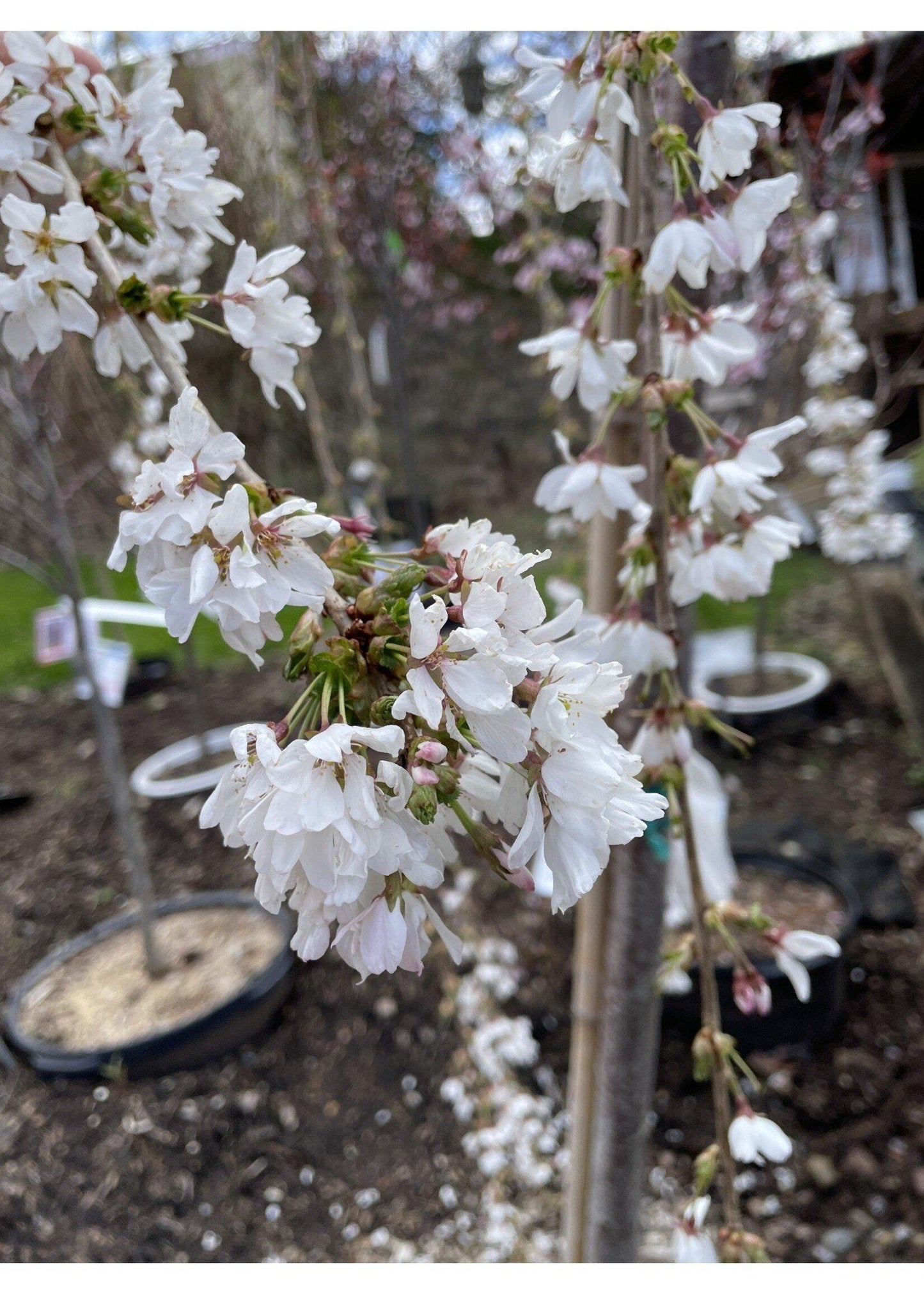 Prunus Subhirtella Snow Fountain Single Stem - View 9 from www redcrocus com