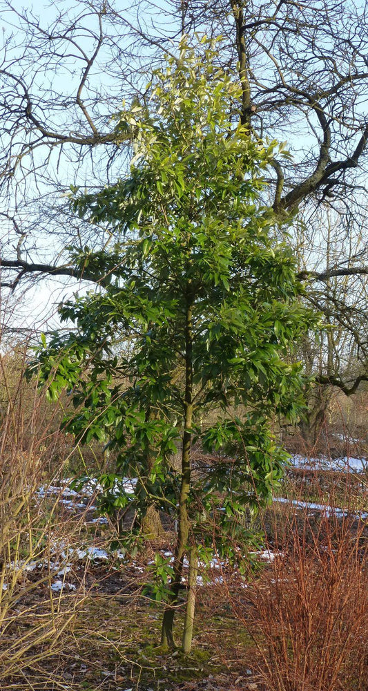 Magnolia Virginiana Single Stem - View 10 from www redcrocus com