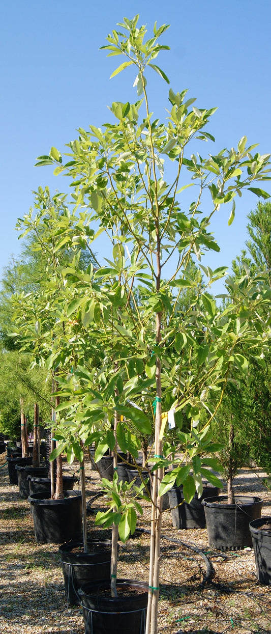 Magnolia Virginiana Single Stem - View 12 from www redcrocus com