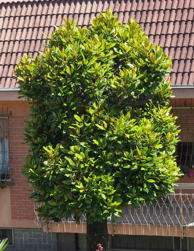 Magnolia Virginiana Single Stem - View 16 from www redcrocus com