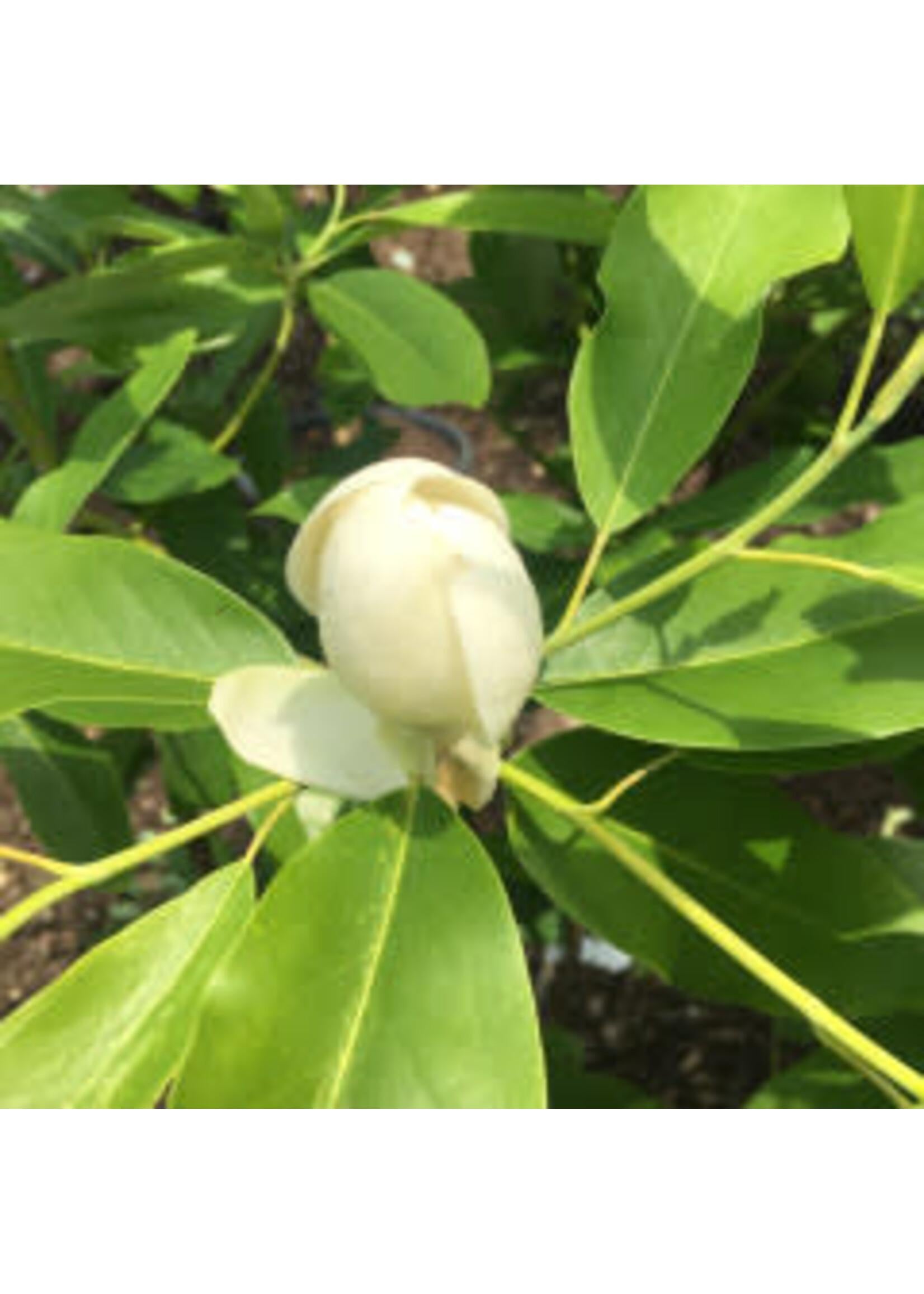Magnolia Virginiana Single Stem - View 17 from www redcrocus com