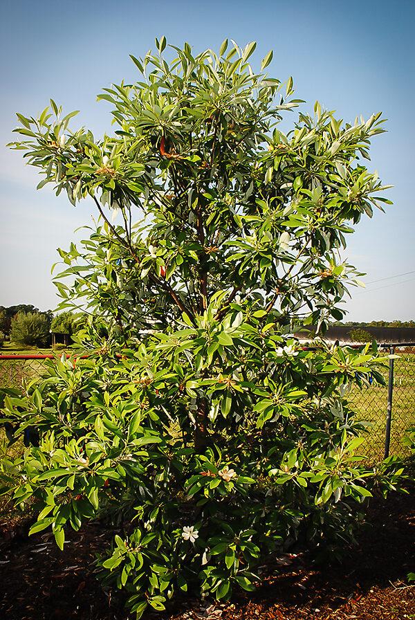 Magnolia Virginiana Single Stem - View 28 from www redcrocus com