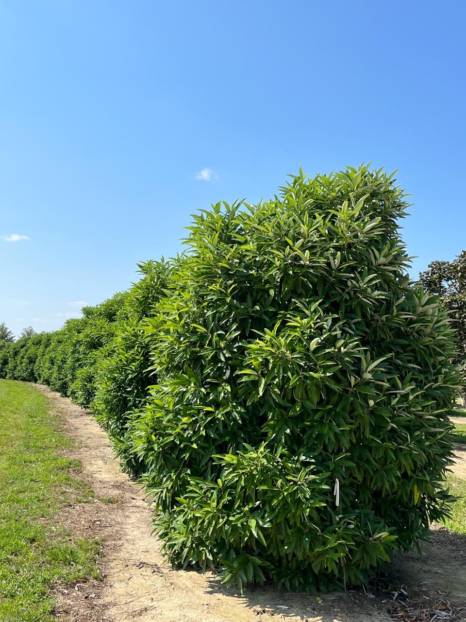 Magnolia Virginiana Single Stem - View 32 from www redcrocus com