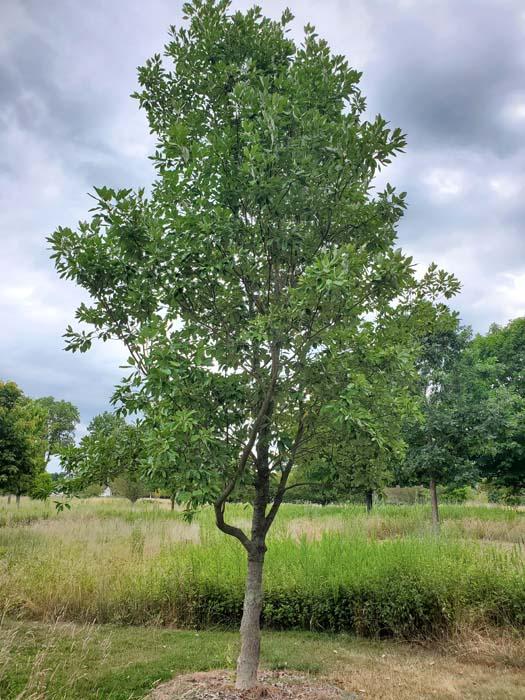 Magnolia Virginiana Single Stem - View 4 from www redcrocus com