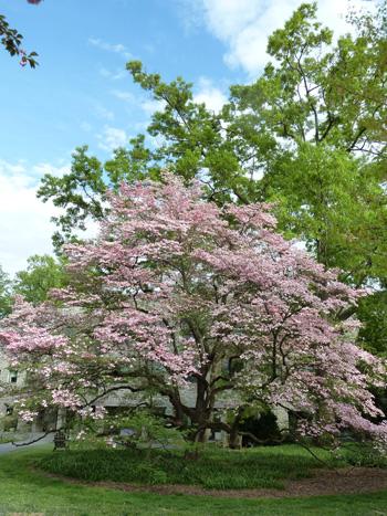 Cornus Florida 'appalachian Mist' Single Stem - View 11 from www redcrocus com