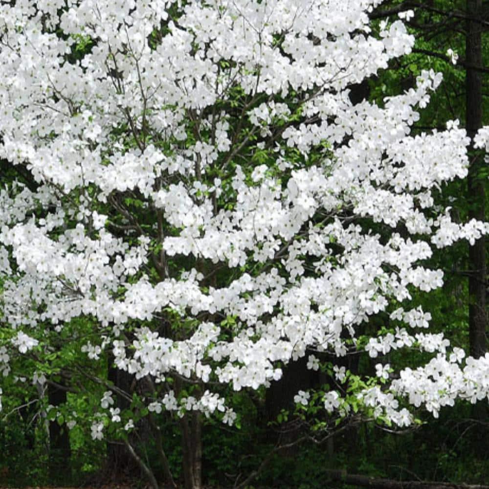 Cornus Florida 'appalachian Mist' Single Stem - View 13 from www redcrocus com