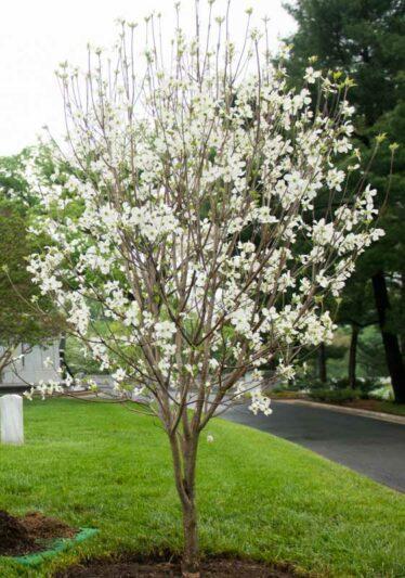 Cornus Florida 'appalachian Mist' Single Stem - View 17 from www redcrocus com