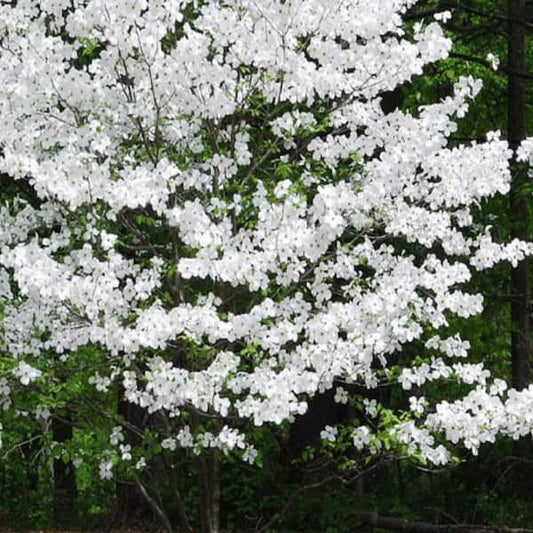 Cornus Florida 'appalachian Mist' Single Stem - View 1 from www redcrocus com