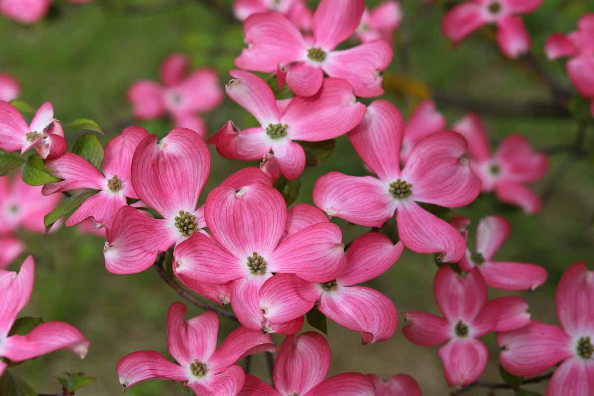 Cornus Florida 'appalachian Mist' Single Stem - View 20 from www redcrocus com