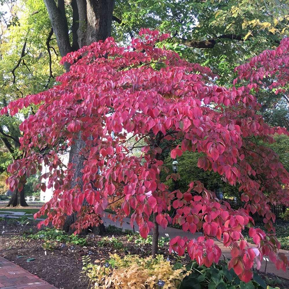 Cornus Florida 'appalachian Mist' Single Stem - View 22 from www redcrocus com