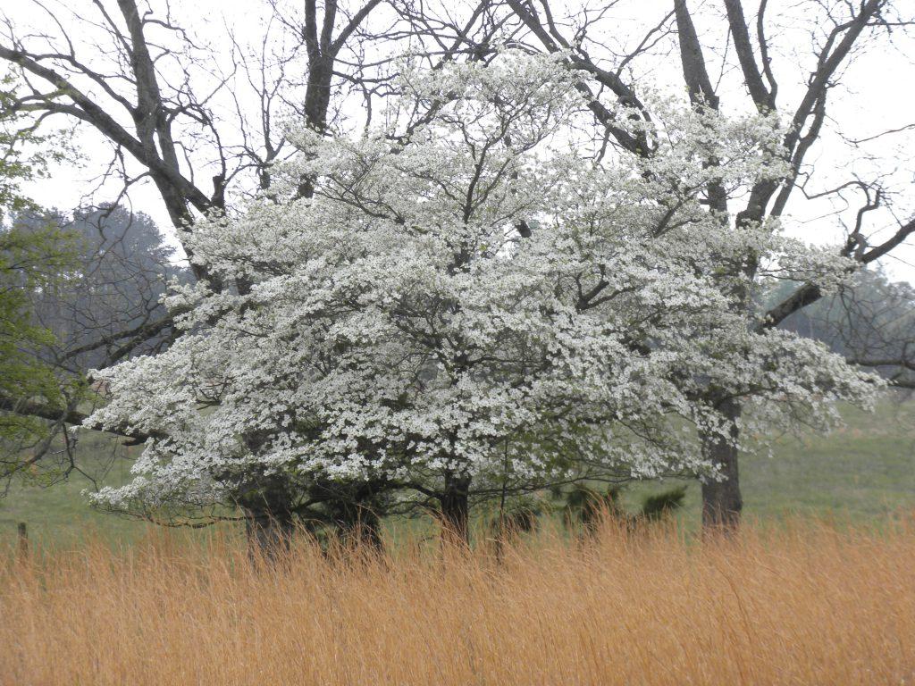 Cornus Florida 'appalachian Mist' Single Stem - View 26 from www redcrocus com