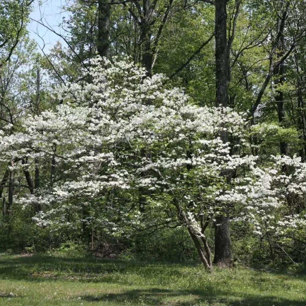 Cornus Florida 'appalachian Mist' Single Stem - View 27 from www redcrocus com
