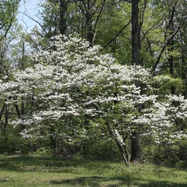 Cornus Florida 'appalachian Mist' Single Stem - View 4 from www redcrocus com