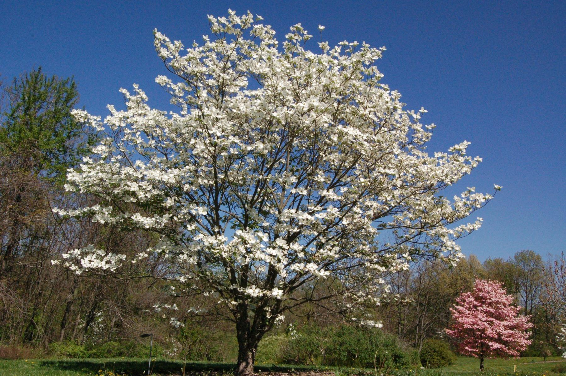 Cornus Florida 'appalachian Mist' Single Stem - View 7 from www redcrocus com