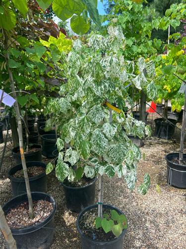 Cercis Canadensis 'alley Cat' Single Stem - View 11 from www redcrocus com