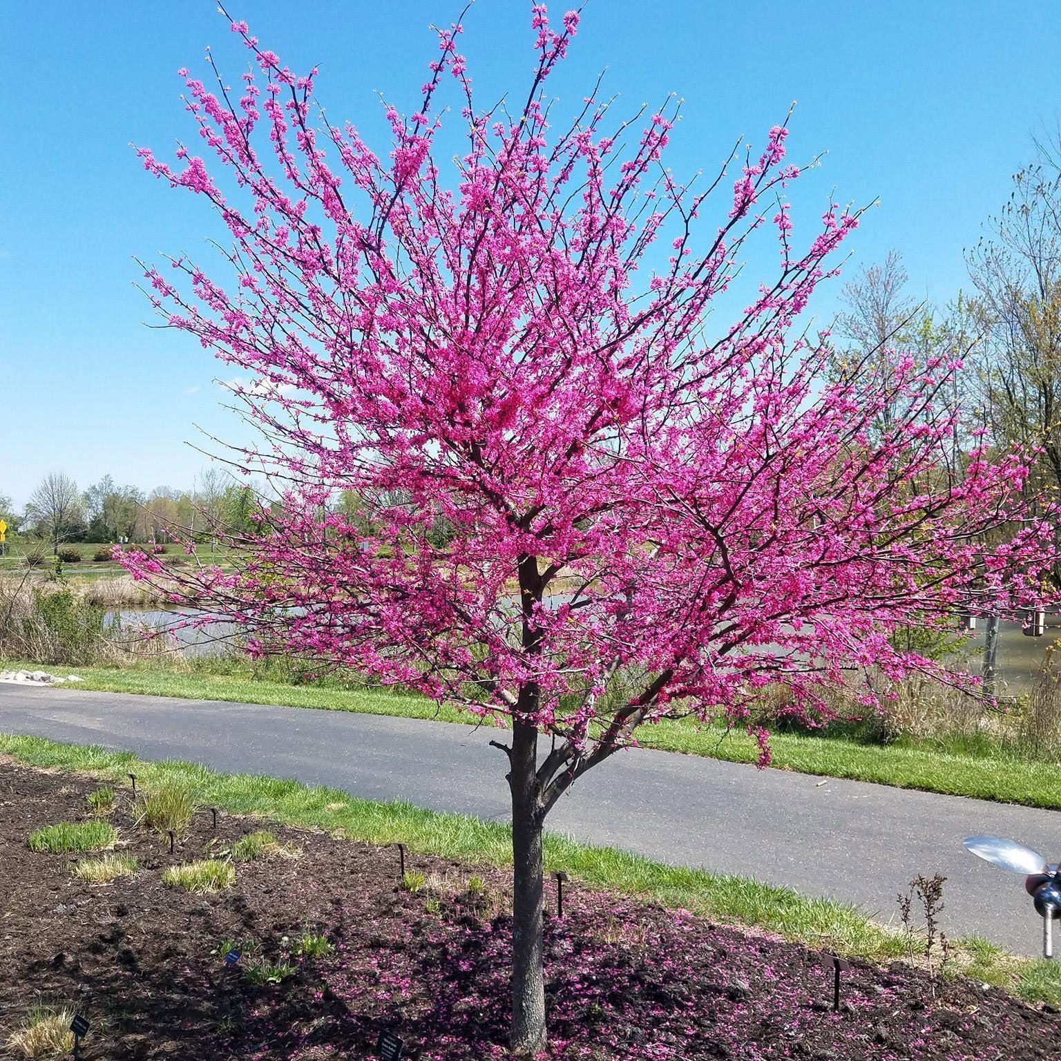 Cercis Canadensis 'alley Cat' Single Stem - View 13 from www redcrocus com