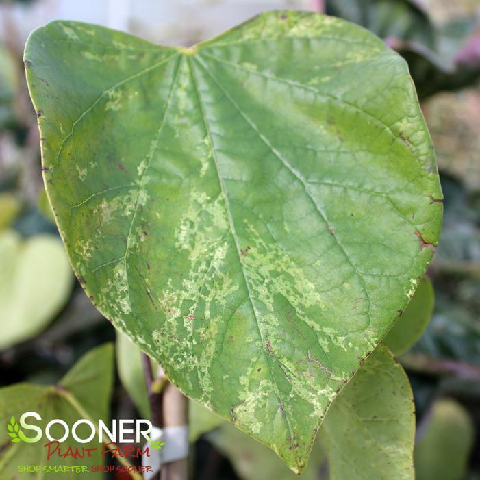 Cercis Canadensis 'alley Cat' Single Stem - View 15 from www redcrocus com