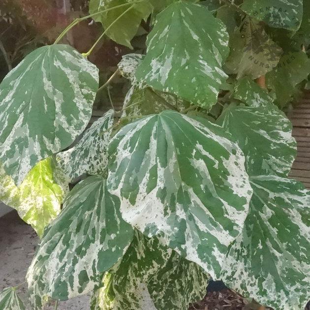 Cercis Canadensis 'alley Cat' Single Stem - View 16 from www redcrocus com