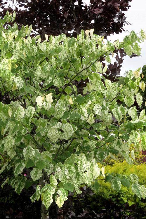 Cercis Canadensis 'alley Cat' Single Stem - View 17 from www redcrocus com