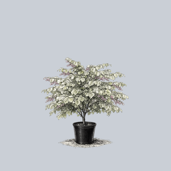 Cercis Canadensis 'alley Cat' Single Stem - View 1 from www redcrocus com