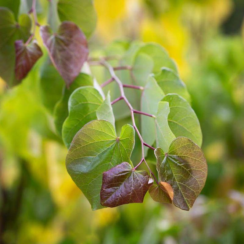 Cercis Canadensis 'alley Cat' Single Stem - View 22 from www redcrocus com