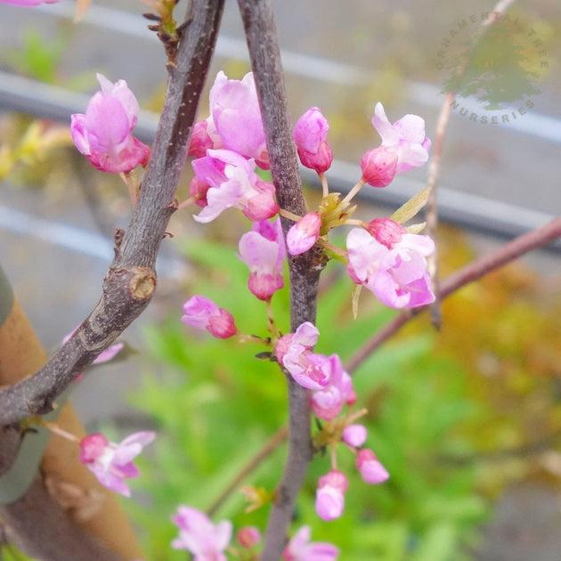 Cercis Canadensis 'alley Cat' Single Stem - View 23 from www redcrocus com