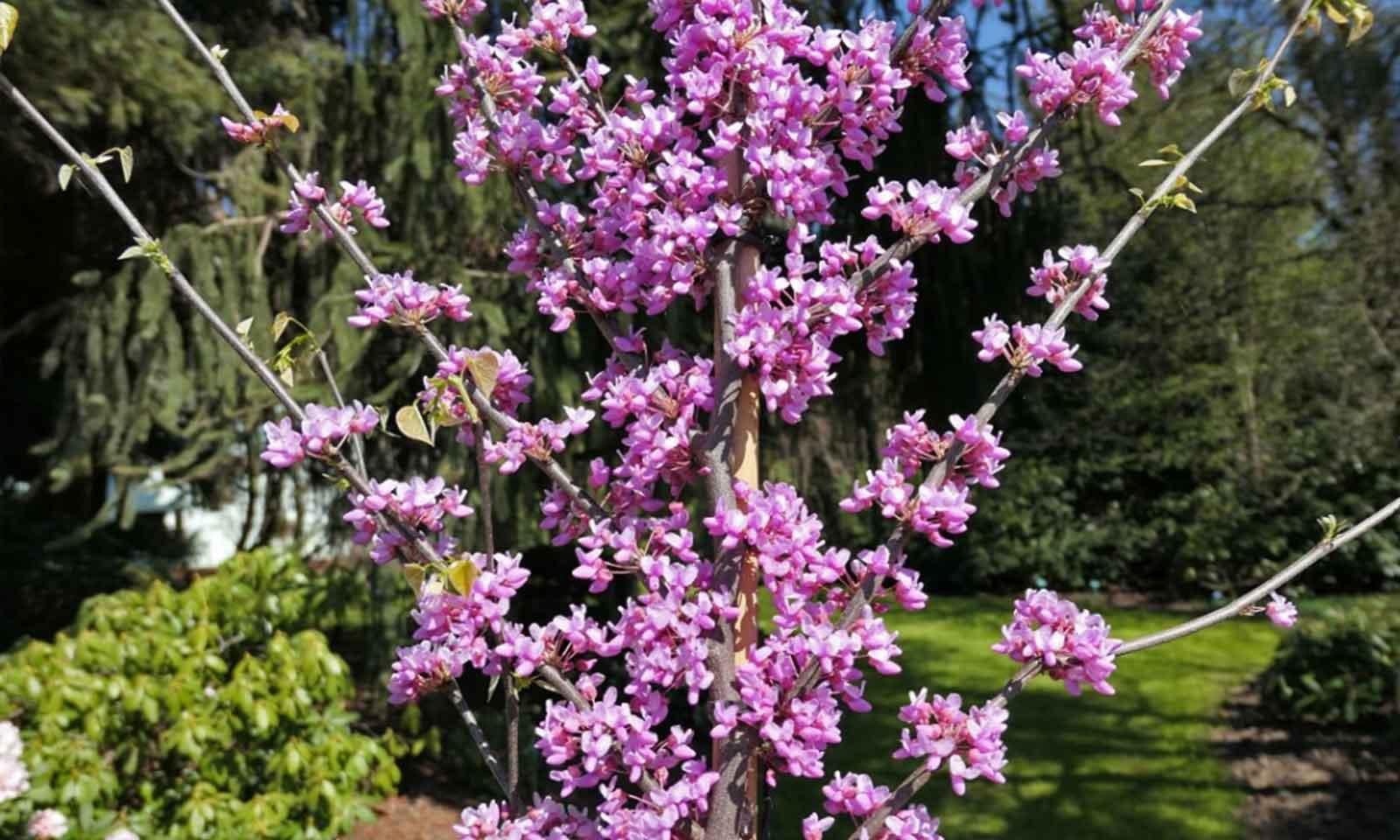 Cercis Canadensis 'alley Cat' Single Stem - View 24 from www redcrocus com