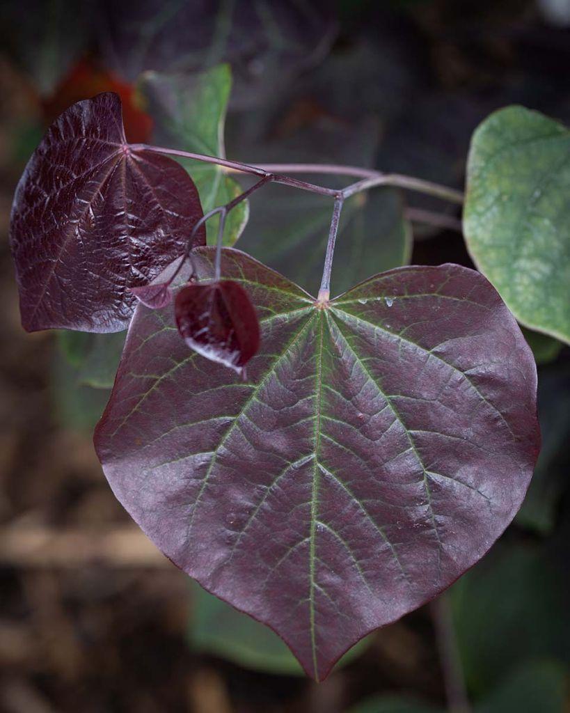 Cercis Canadensis 'alley Cat' Single Stem - View 25 from www redcrocus com