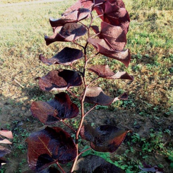 Cercis Canadensis 'alley Cat' Single Stem - View 26 from www redcrocus com