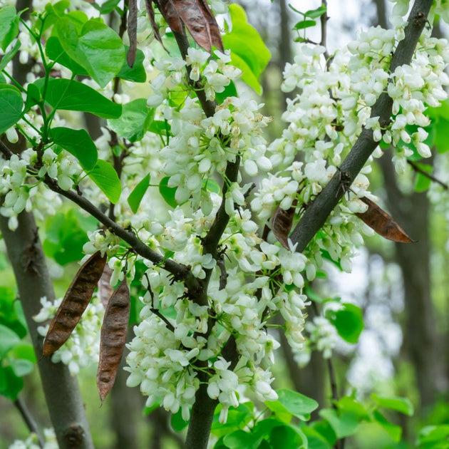 Cercis Canadensis 'alley Cat' Single Stem - View 27 from www redcrocus com